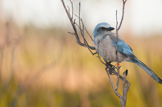 A banded Florida Scrub Jay on a branch with head turned. Portrait view with a blurred scrub habitat background -photographed an oak scrub in Archbold Biological Station, Florida. 