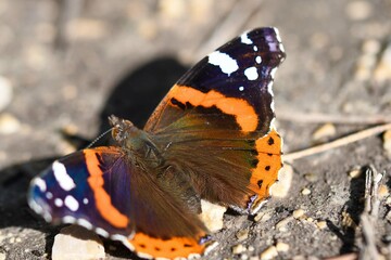 vanessa atalanta