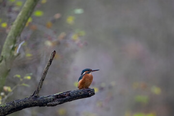 kingfisher