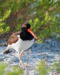 An American oystercatcher (Haematopus palliatus) walks on the sand at Fort DeSoto Beach in Florida - close-up of its face, beak, legs, and feathers against a blurred coastal habitat background. 