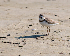 At Fort Desoto beach in Florida, a migratory Semipalmated Plover (Charadrius semipalmatus) can be identified by its black neckband, brown cap, white forehead, grey-brown plumage, and orange legs.