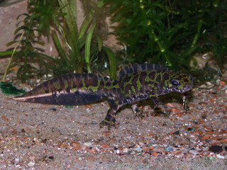 Closeup of a colorful green French marbled newt Triturus marmoratus underwater