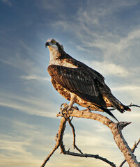 A majestic portrait of an Osprey, Pandion haliaetus, perched on a snag, illuminated by a warm afternoon with light wispy clouds in the background - details feathers, feet, talons, eye and coloration.