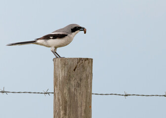 A Loggerhead Shrike, also known as the butcher bird, perched on a wooden fencepost with an insect in its beak. It is a carnivorous bird that hunts and kills insects, lizards, small mammals, and birds.