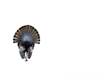 A male turkey, isolated on white, displays his full tail feathers while strutting away from the...