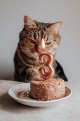 a brown cat with green eyes looks at a cat cake with a burning number three candle