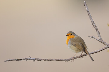 The European robin (Erithacus rubecula), small insectivorous passerine bird.