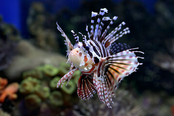 Naklejka na ściany i meble Devil firefish close-up photo, lionfish, red lionfish