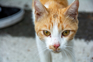 A red and white cat