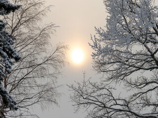 Christmas Elves in the Snow and Nature