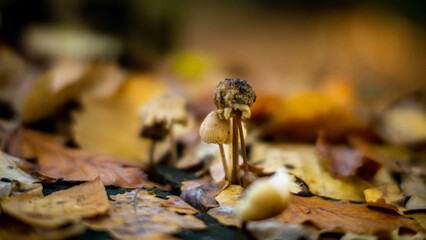 Pilze im herbstlichen Laubwald