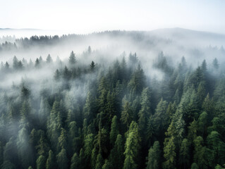 Fototapeta premium misty morning over the forest in the mountains