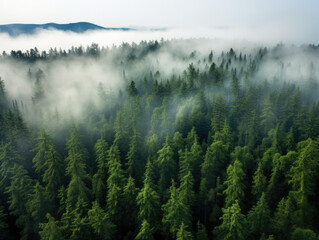 misty morning over the forest in the mountains