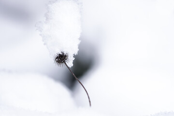 Wild small and dry snowy flower on a white snow background, plant pressed down with snow, flora close up in winter, artistic view