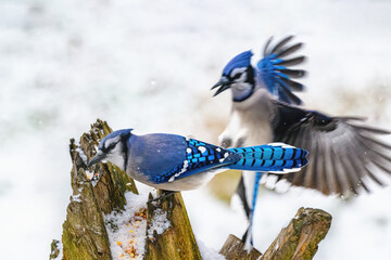 Bluejays at our feeder during an Autumn Snow in Windsor in Broome County in Upstate NY.  Colorful Bluejay feeding on log.