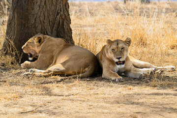 A pair of Lioness resting in the shade of a tree