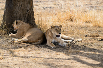 A pair of Lioness resting in the shade of a tree