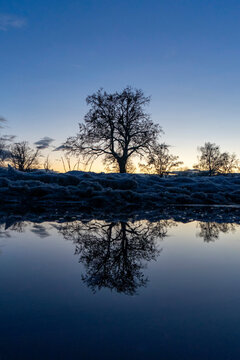 Silhouette of a tree in winter in blue hour with reflection