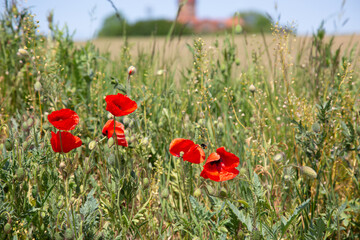 Rote Mohnblüten auf einem Feld