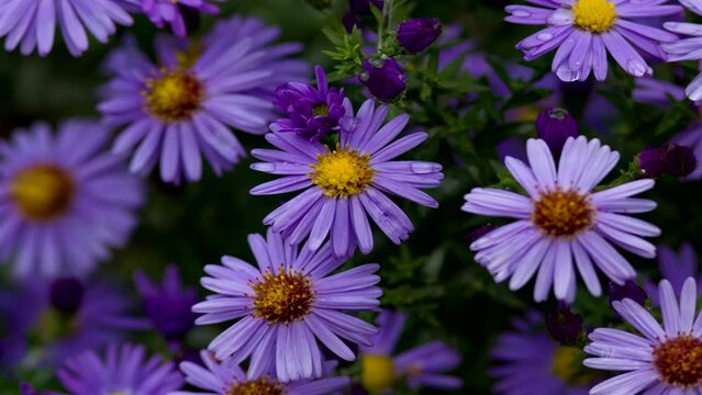 violett flower