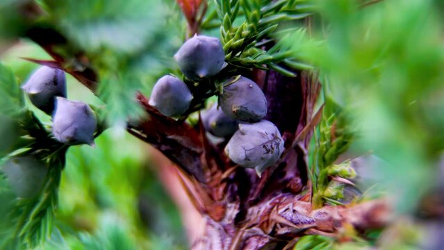 Close-up. Baccae Juniperi. Dark blue cone-berries on a juniper bush. Fructus Juniperi