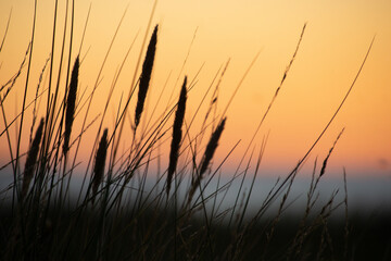 Gräser-Silhouette am Meer im abendlichen Himmel 