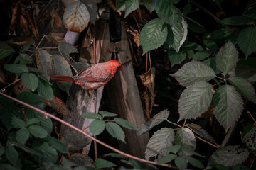 Red bird landing on old wood in vine bush