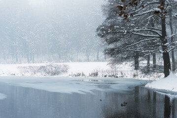 Zimowy krajobraz w parku w Pszczynie, śląsk  © Elżbieta Kaps