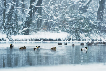 Zimowy krajobraz w parku w Pszczynie, śląsk  © Elżbieta Kaps