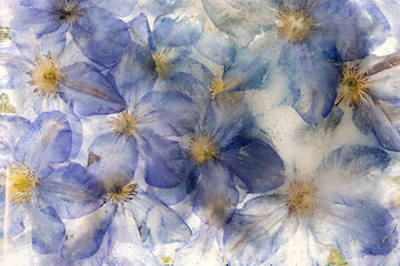 Frozen blossom blue flower in ice cube on white background - high key macro shoot