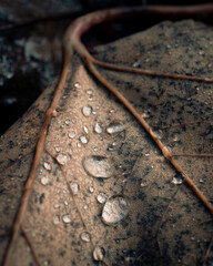 dew drops on frozen leaf