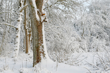 Snowy landscape with snowy trees and frozen lake in Finland