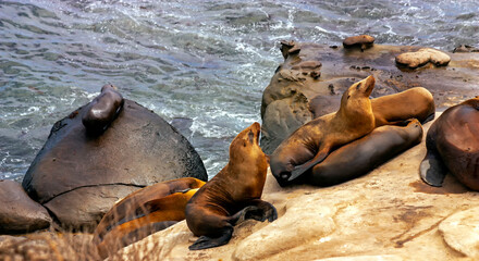 Californian sea lions on rocks.