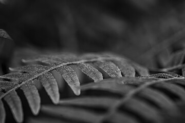 close up of a fern in black and white