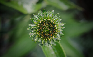 close up of a baby sunflower