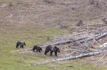 Grizzly Bear Sow and Cubs in Spring in Yellowstone National Park Wyoming