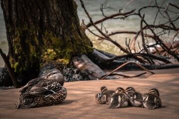 A family of ducks nap on the beach