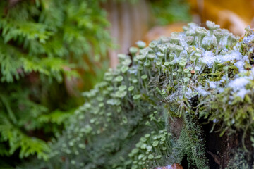 Cladonia fimbriata or the trumpet cup lichen and first snow.