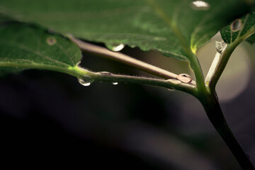 Rain falling on plant in Macro