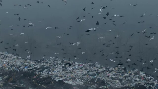 A flock of birds in slow motion. Pollution of nature with unsorted waste. Seagulls and crows are a large flock. Dirty ecology epic footage.