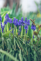Frühlingsblumen blaue Traubenhyazinthen