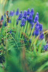 Frühlingsblumen blaue Traubenhyazinthen