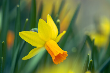 Frühlingsblumen gelbe Narzissen