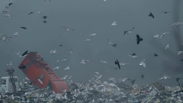 A garbage truck unloads garbage at a landfill in slow motion. Pollution of nature with unsorted waste. Seagulls and crows are a large flock. Dirty ecology epic footage.
