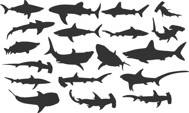 set of shark silhouette, ocean predator, hammer head, dangerous animal