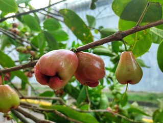 Water apples fruits on its tree, known as rose apples or watery rose apples