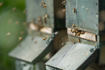 Bienenstock im Aufblühender Frühlingswald im April 