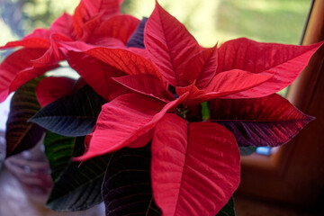 Christmas floral decoration: close-up of a poinsettia, Euphorbia pulcherrima