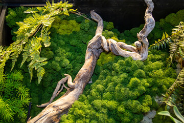 A view of a curved, twisted tree trunk with beautiful colored moss on a clear sunny day.  Travel landscape sights of Europe.