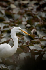 White heron in a swamp